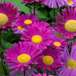Reines Marguerites