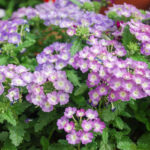 Verveines des jardins