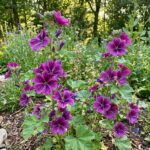 Mauve